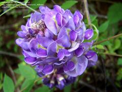 پیچ گلیسین آمریکایی